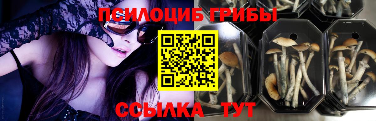 Павлово  Псилоцибиновые грибы GOLDEN TEACHER  Вход с VPN 